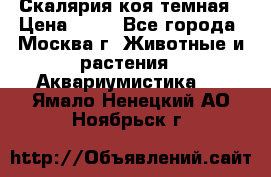 Скалярия коя темная › Цена ­ 50 - Все города, Москва г. Животные и растения » Аквариумистика   . Ямало-Ненецкий АО,Ноябрьск г.